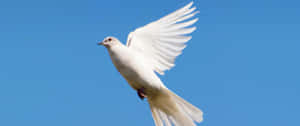 3440x1440 Animal Flying White Dove Wallpaper