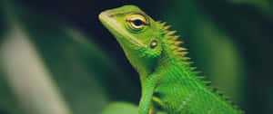 3440x1440 Animal Green Crested Lizard Wallpaper