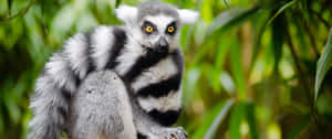 3440x1440 Animal Lemur Against Leaves Wallpaper