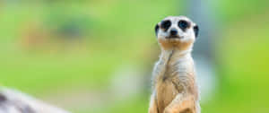 3440x1440 Animal Little White Meerkat Wallpaper