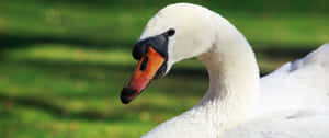 3440x1440 Animal Native Mute Swan Wallpaper