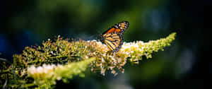 3440x1440 Animal Orange Monarch Butterfly Wallpaper