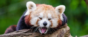 3440x1440 Animal Red Panda On Log Wallpaper