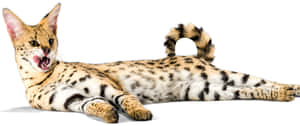 3440x1440 Animal Spotty Serval Cat Wallpaper