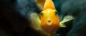 3440x1440 Animal Yellow Orange Goldfish Wallpaper