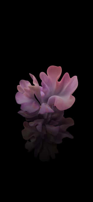 3d Black And Pink Flower Wallpaper