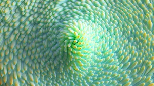 4d Ultra Hd Close-up Of Green Succulent Wallpaper