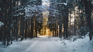 4k 116:9 Winter Snowy Path Wallpaper