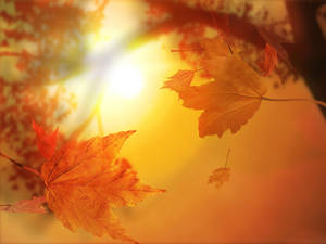 4k Autumn Golden Foliage Wallpaper