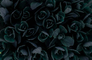 4k Black Plants Wallpaper