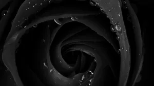 4k Close-up Of Black Rose Wallpaper