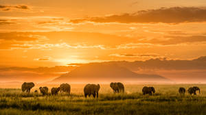 4k Elephant And Sunset Wallpaper