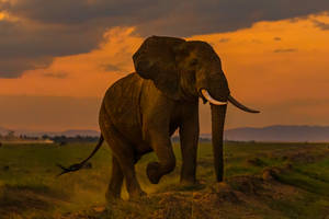 4k Elephant At Dusk Wallpaper