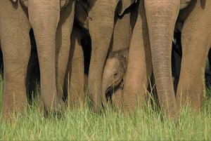 4k Elephant Baby Wallpaper