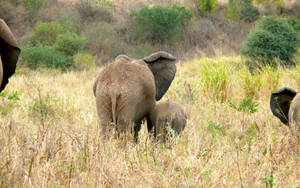 4k Elephant Back View Wallpaper