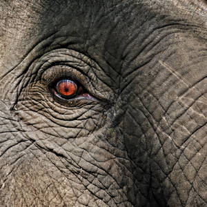 4k Elephant Eye Wallpaper