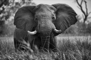 4k Elephant Front Facing Wallpaper