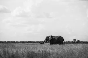 4k Elephant Greyscale Wallpaper