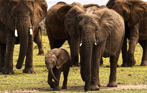 4k Elephant Herd Walking Wallpaper