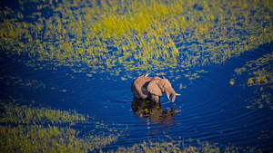 4k Elephant In Water Wallpaper