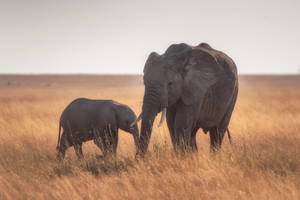 4k Elephant On Dried Grass Wallpaper