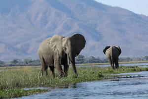 4k Elephant On Mountainside Wallpaper