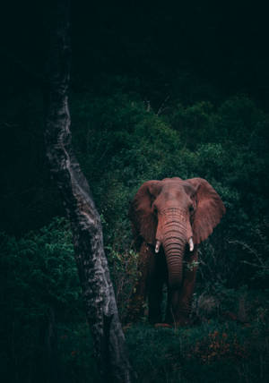 4k Elephant On Woods Wallpaper