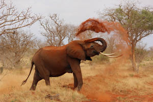 4k Elephant Playing With Soil Wallpaper