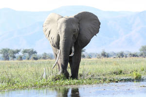 4k Elephant Under Daylight Wallpaper