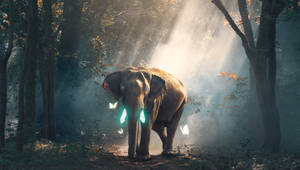 4k Elephant With Butterflies Wallpaper