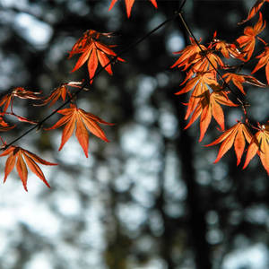 4k Ipad Autumn Leaves Wallpaper