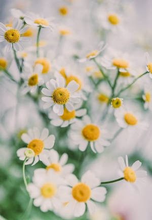 4k Iphone Baby's Breath Wallpaper