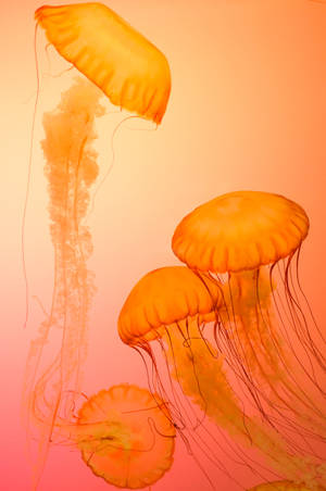 4k Iphone Orange Jellyfish Wallpaper