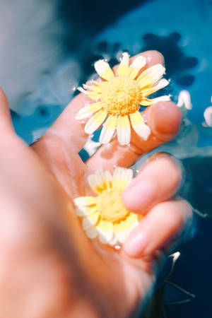 4k Iphone Water Flowers Wallpaper