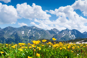 4k Landscape Flower Ice Mountain Wallpaper