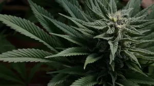 4k Marijuana Growing Wallpaper
