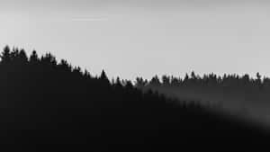 4k Minimal Black And White Forest Wallpaper