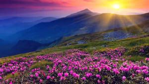 4k Nature Flowers And Sunrise Wallpaper