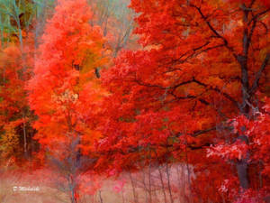 4k Nature Red Trees Wallpaper