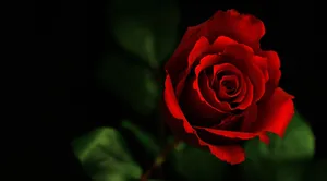 4k Realistic Red Rose Wallpaper