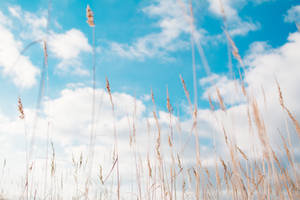 4k Sky And Wheat Field Wallpaper