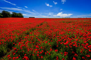 4k Sky Red Poppy Flower Field Wallpaper