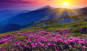 4k Spring Flowers Mountain Sun Wallpaper