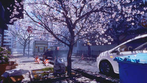 4k Spring Sakura Trees Road Wallpaper