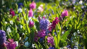 4k Spring Violet Pink Flowers Wallpaper