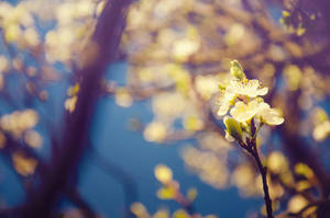 4k Spring White Flowers Wallpaper