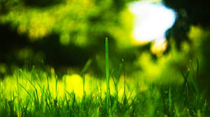 4k Tv Displaying A Vibrant Image Of Grass Blades On The Field Wallpaper