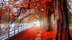 4k Ultra Hd 2160p Red Autumn Trees Wallpaper