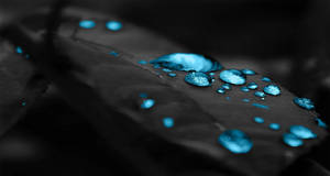 4k Ultra Hd Black Leaves Blue Drops Wallpaper