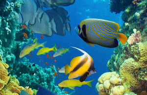 4k Ultra Hd Fish Underwater Life Wallpaper